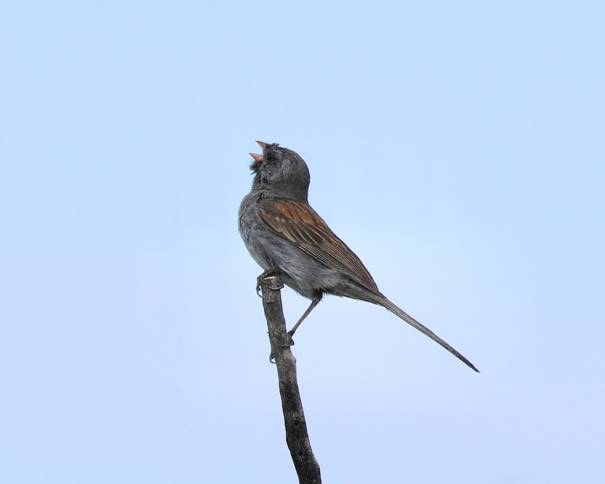 Black-chinned Sparrow - ML622138408