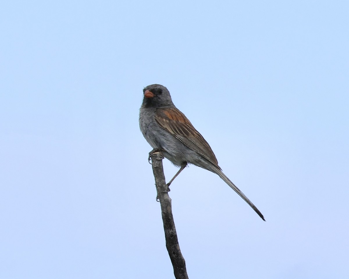 Black-chinned Sparrow - ML622138409