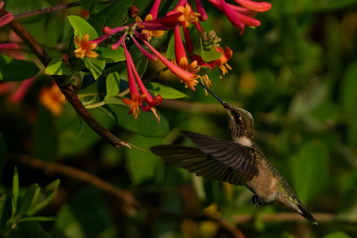 Ruby-throated Hummingbird - TJ Byrd