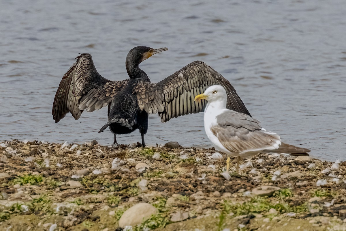 Great Cormorant - ML622138411