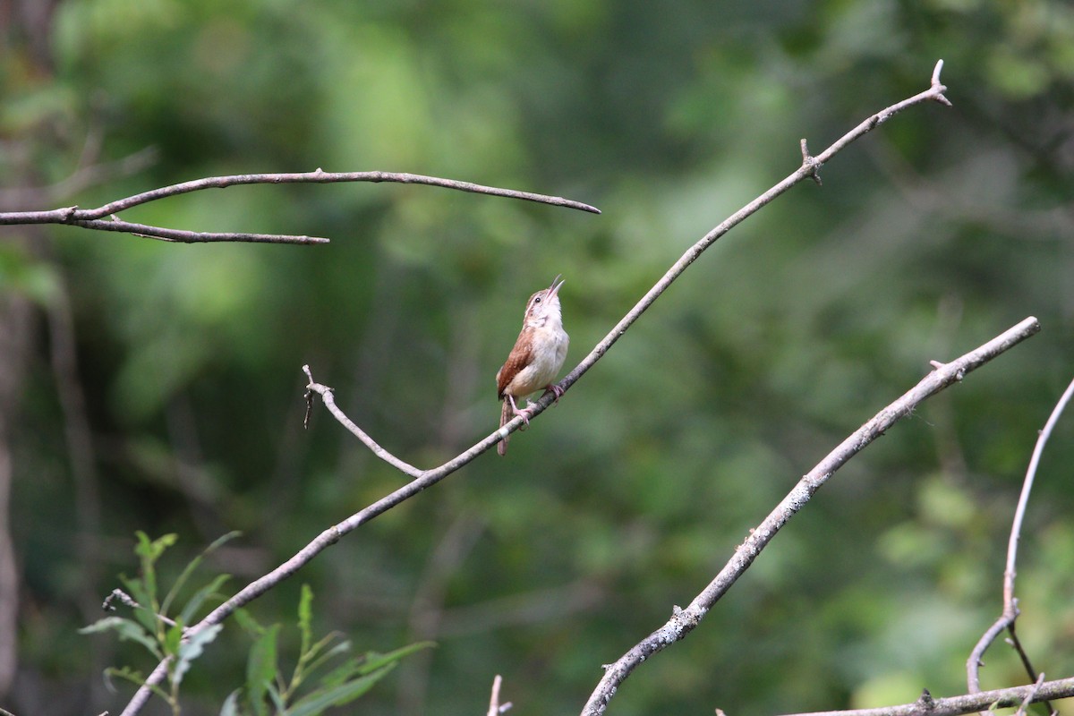 Carolina Wren - ML622138412