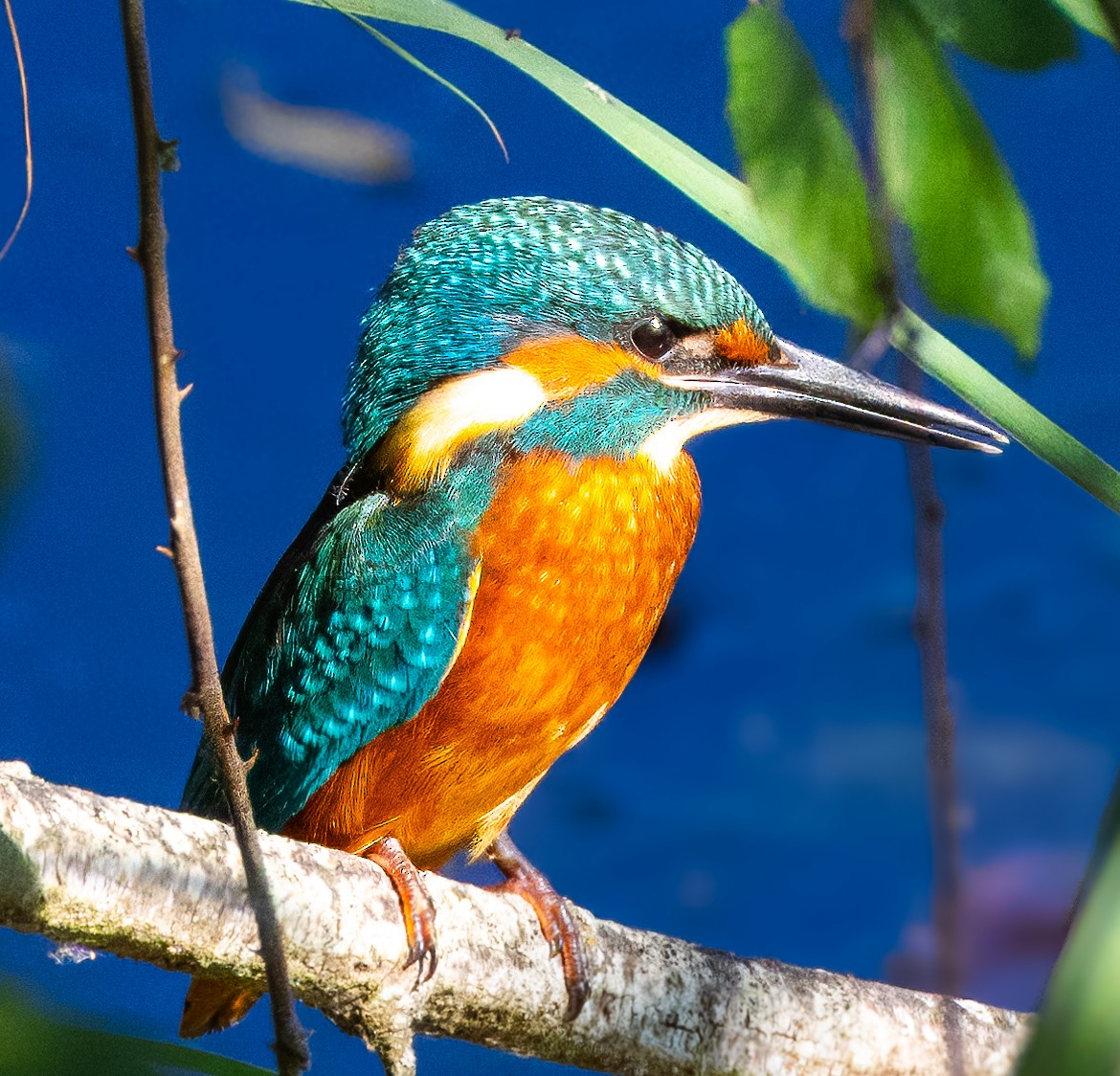 Common Kingfisher - ML622138414