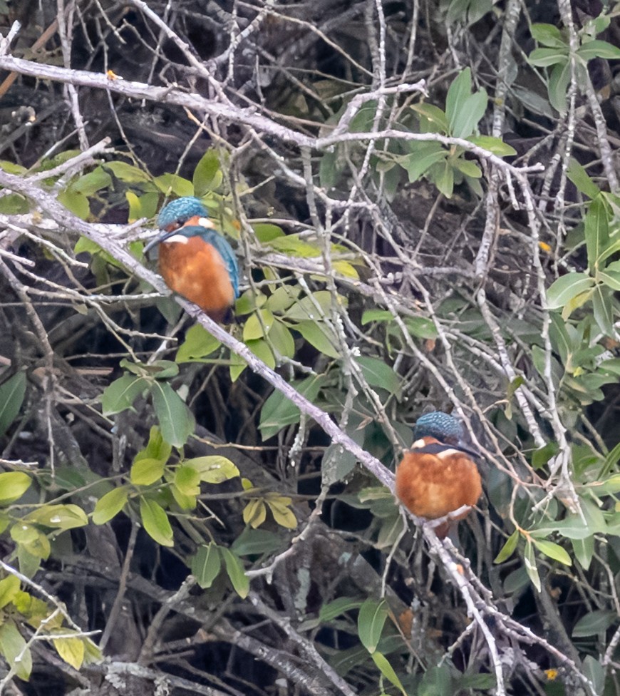 Common Kingfisher - ML622138416