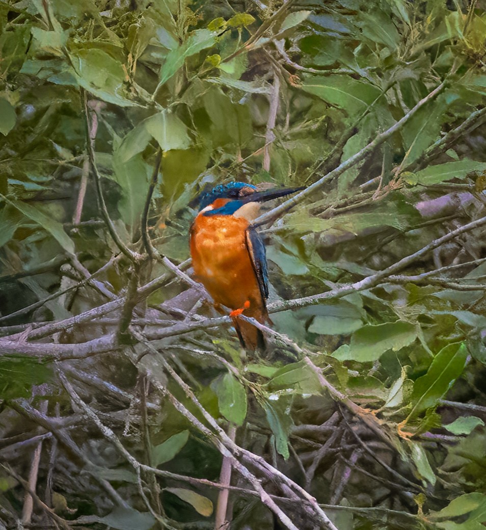 Common Kingfisher - ML622138417