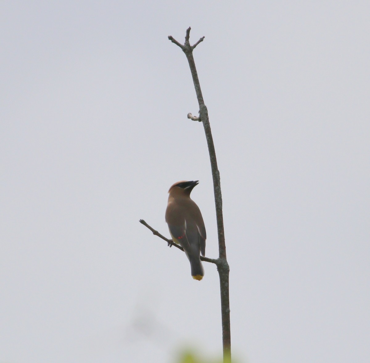 Cedar Waxwing - ML622138418