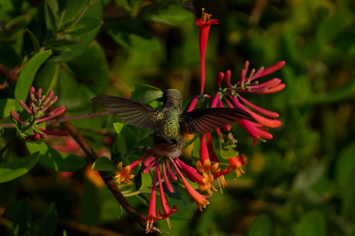 Ruby-throated Hummingbird - ML622138419