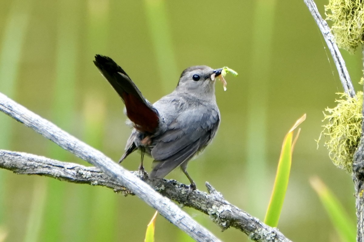 Gray Catbird - Kevin Waggoner