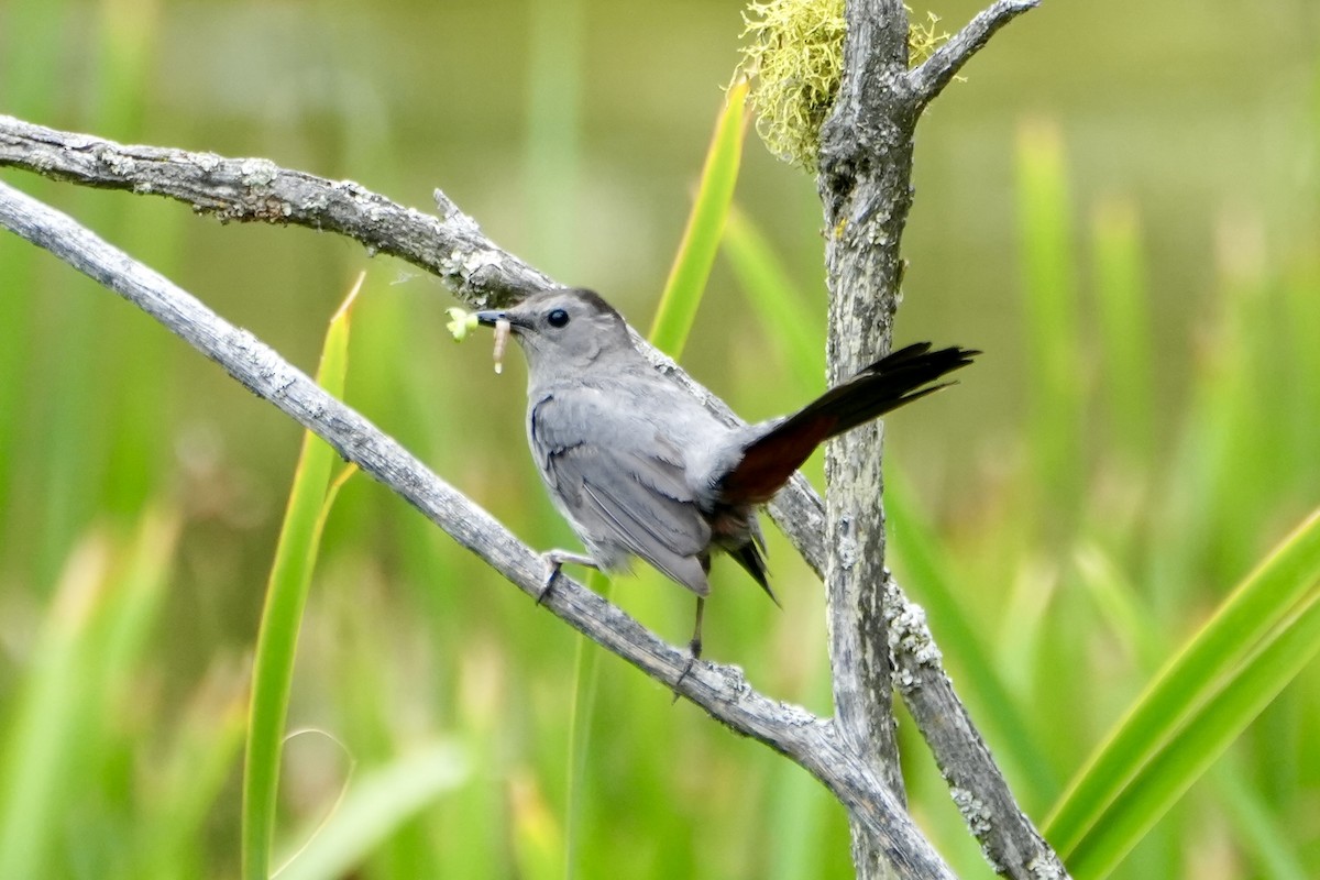 Gray Catbird - ML622138421