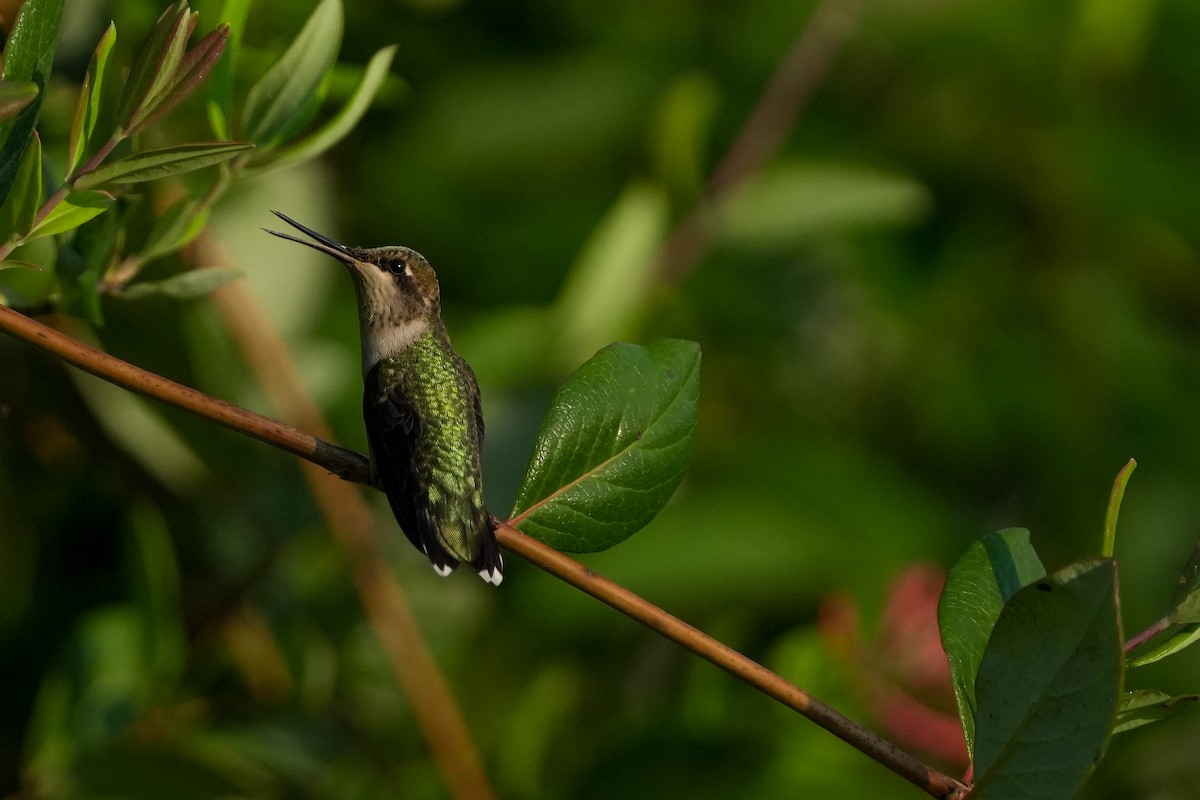 Ruby-throated Hummingbird - ML622138422