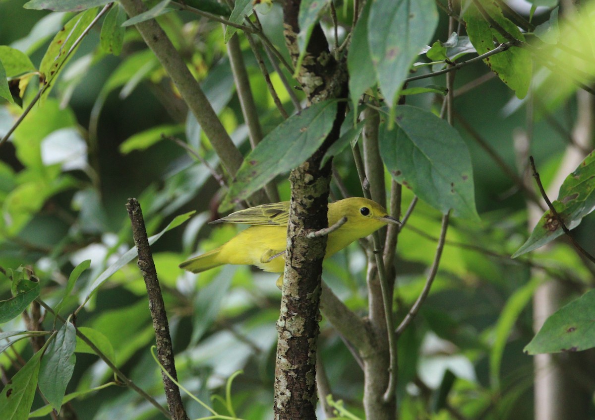 Yellow Warbler - ML622138423