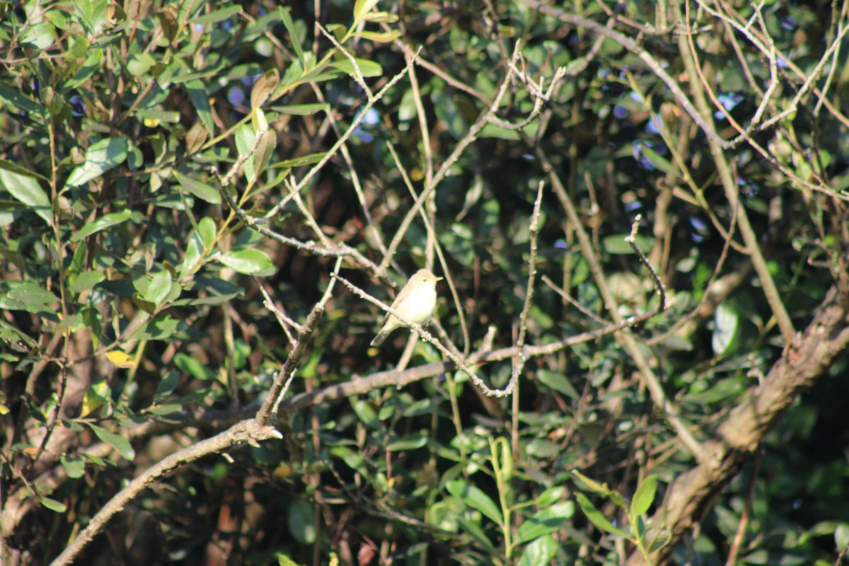 Melodious Warbler - ML622138426