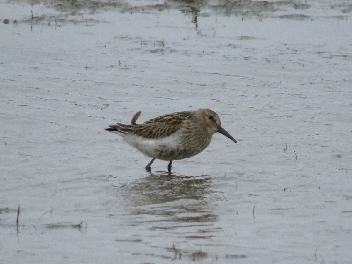 Dunlin - ML622138433