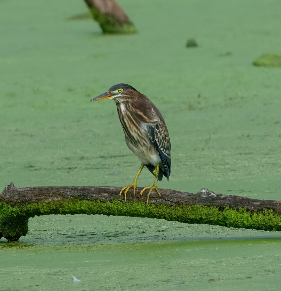 Green Heron - Eric Bodker