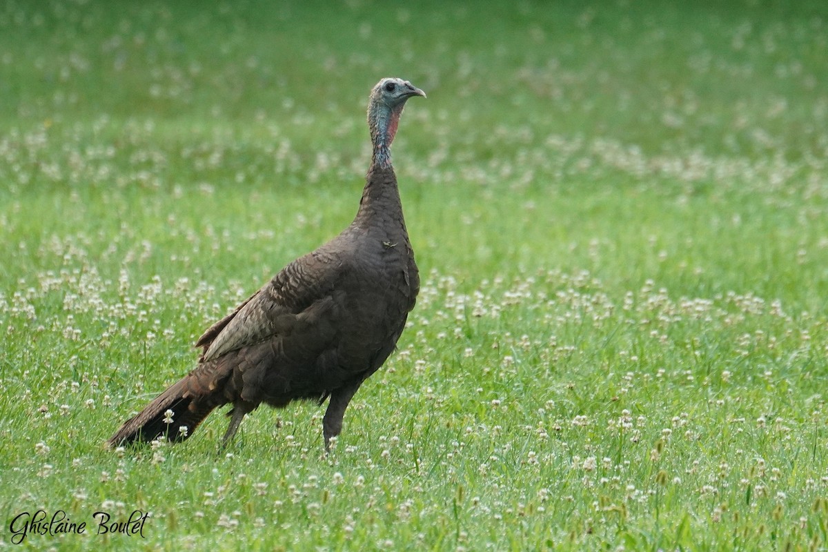 Wild Turkey - ML622138437