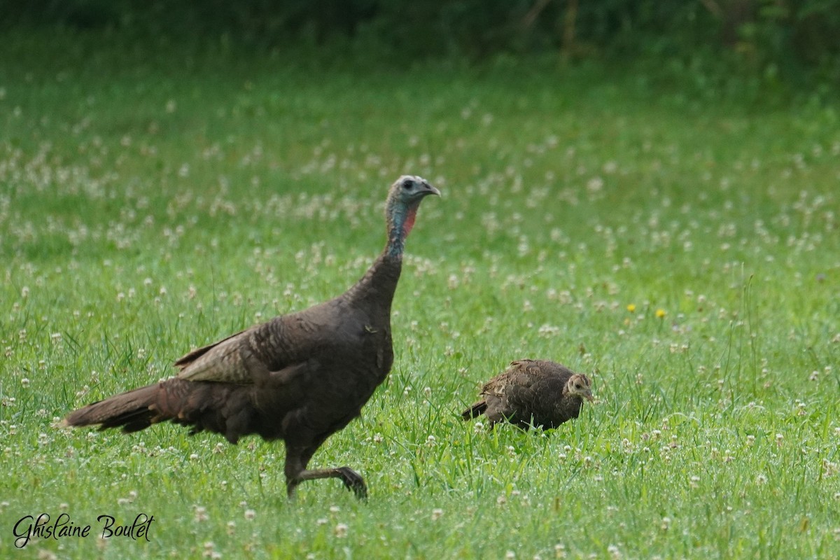 Wild Turkey - Réal Boulet 🦆