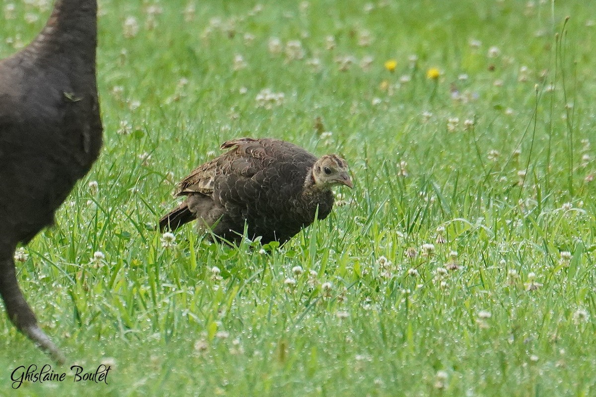 Wild Turkey - Réal Boulet 🦆