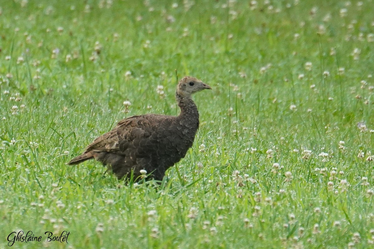 Wild Turkey - ML622138440