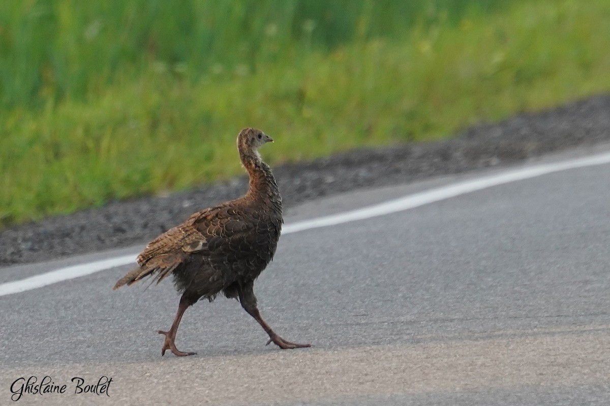 Wild Turkey - ML622138441