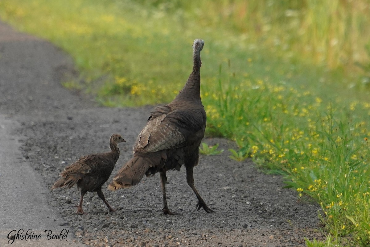 Wild Turkey - ML622138442