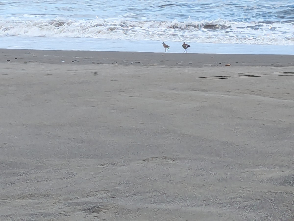 Willet - ML622138444