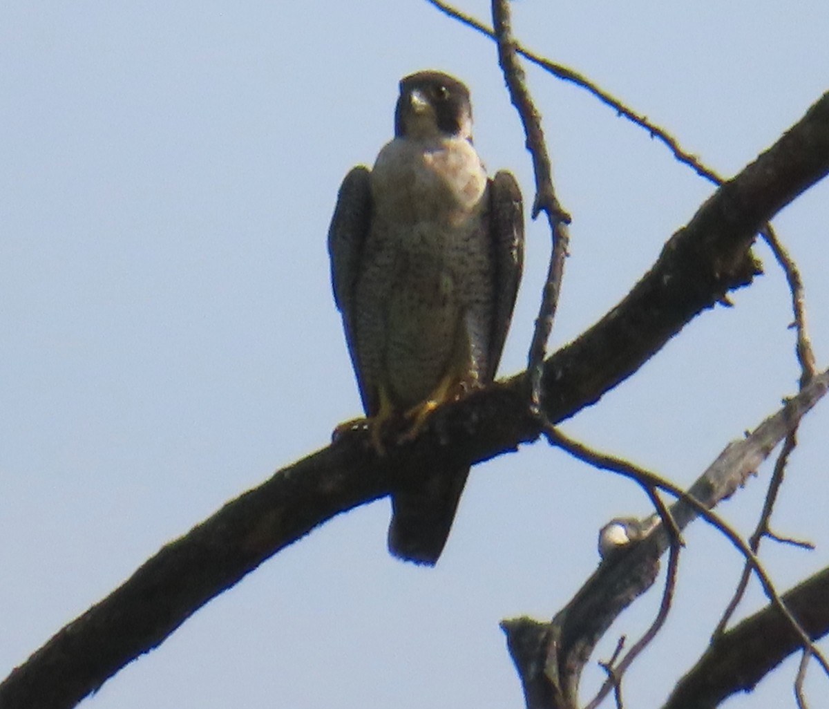 Peregrine Falcon - ML622138446