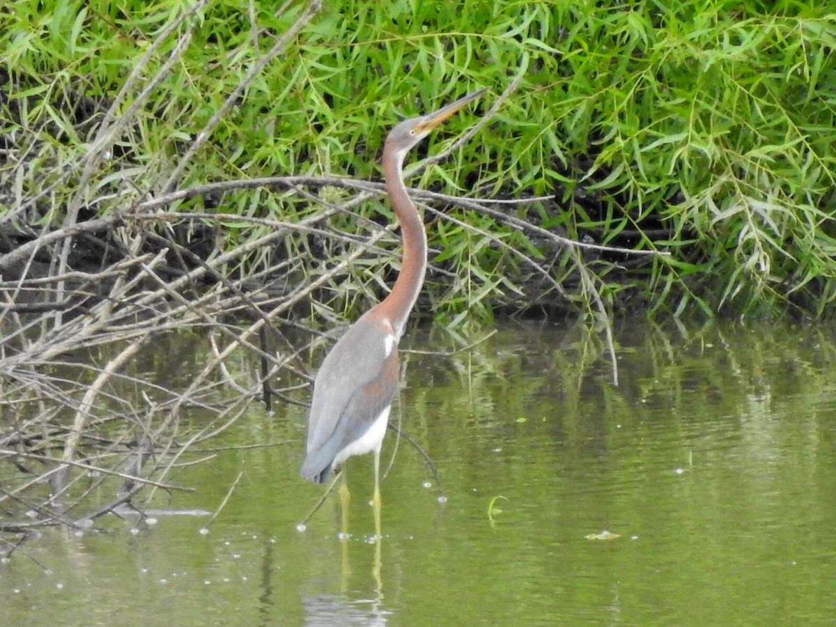 Tricolored Heron - ML622138449