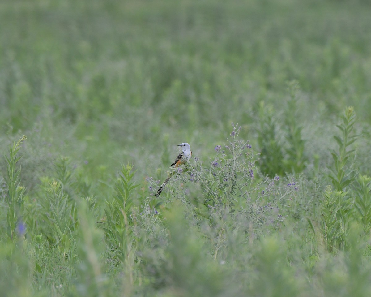 Scissor-tailed Flycatcher - ML622138468