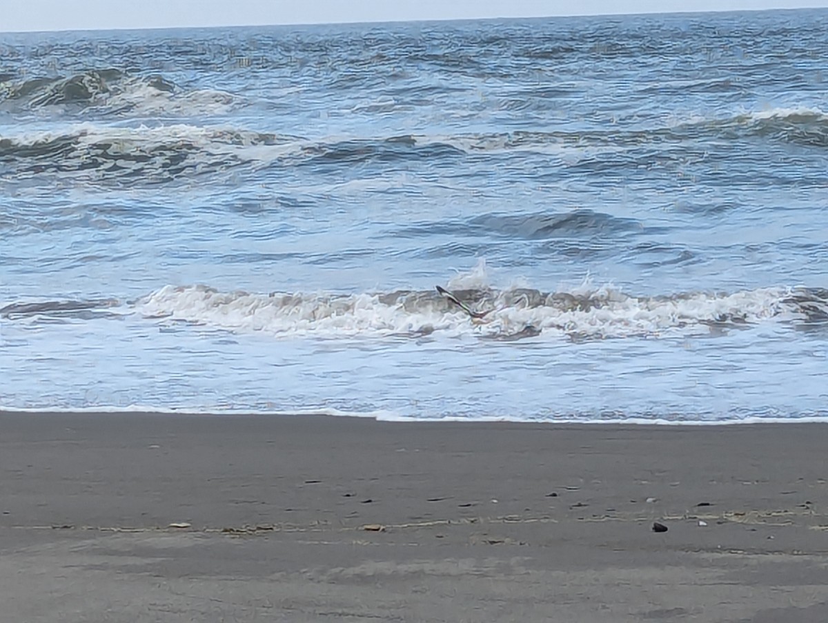 Willet - ML622138476