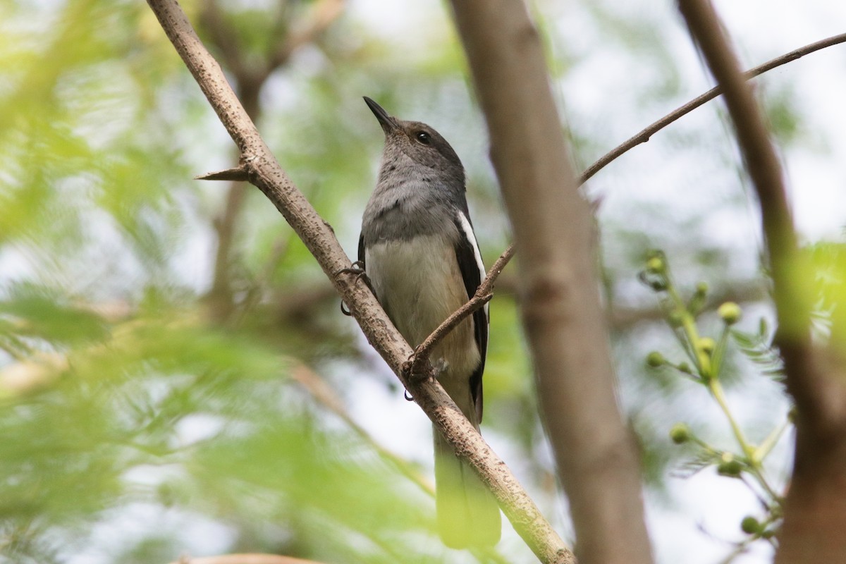 Oriental Magpie-Robin - ML622138481