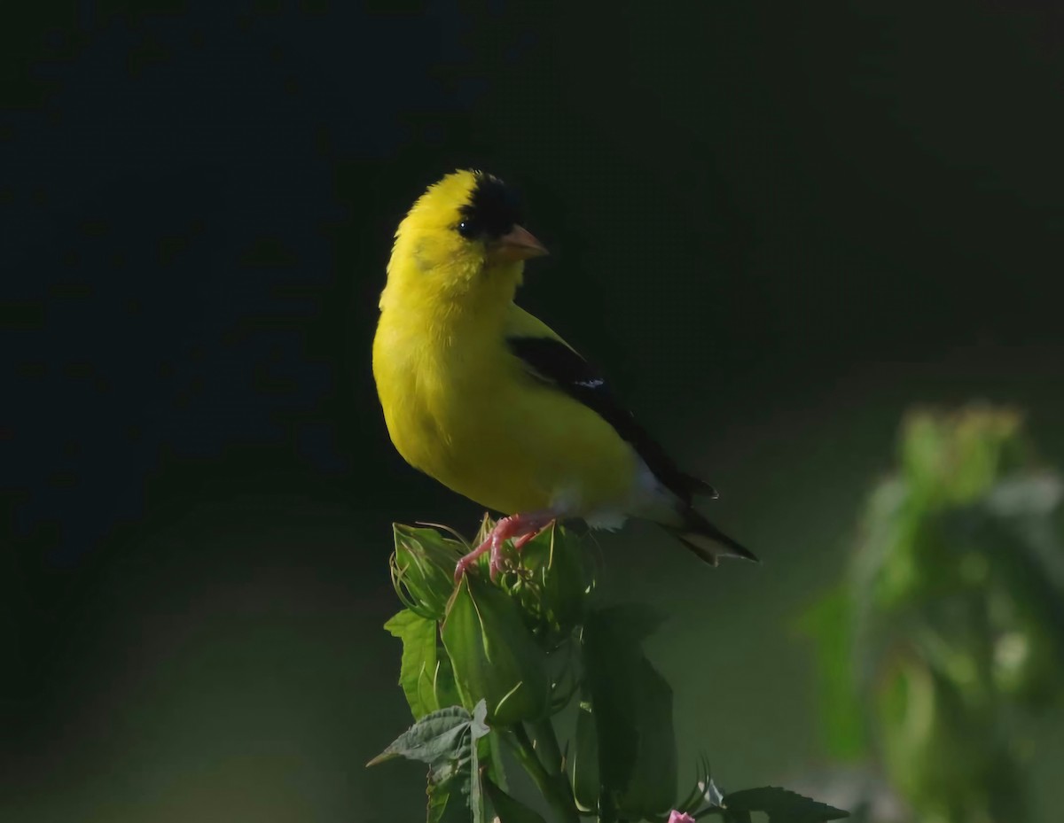 American Goldfinch - ML622138500