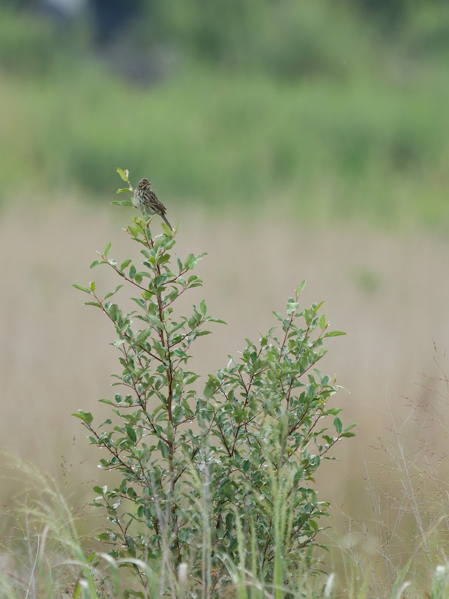 Savannah Sparrow - Ankur Dave