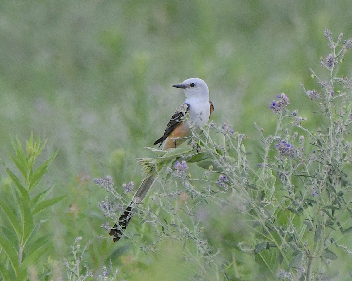 Scissor-tailed Flycatcher - ML622138515