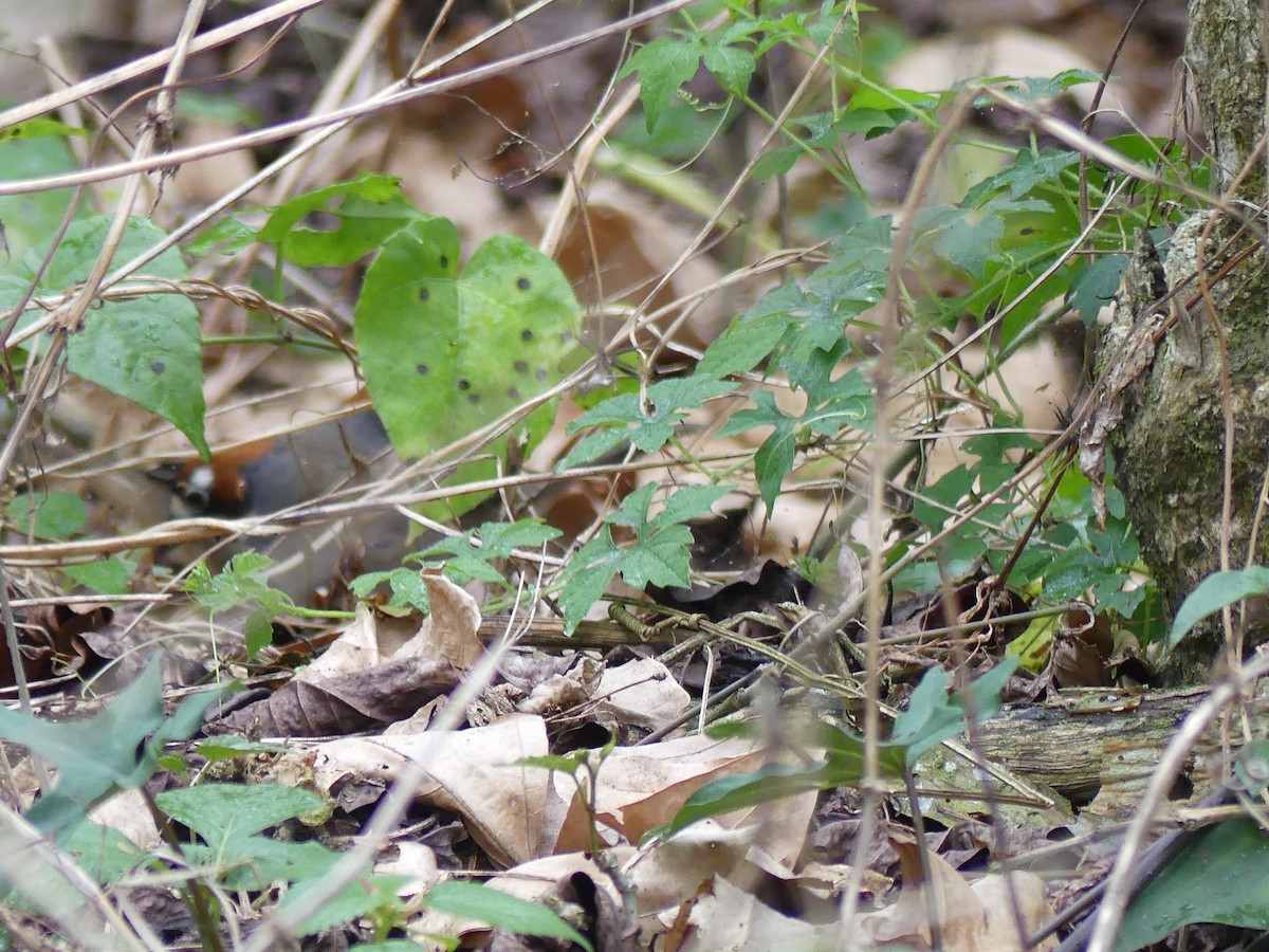 Cabanis's Ground-Sparrow - ML622138519