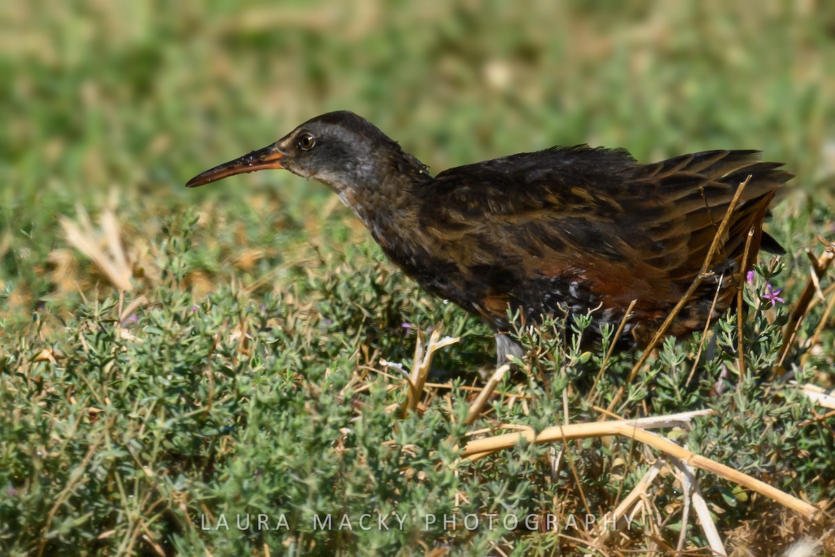 Virginia Rail - ML622138580