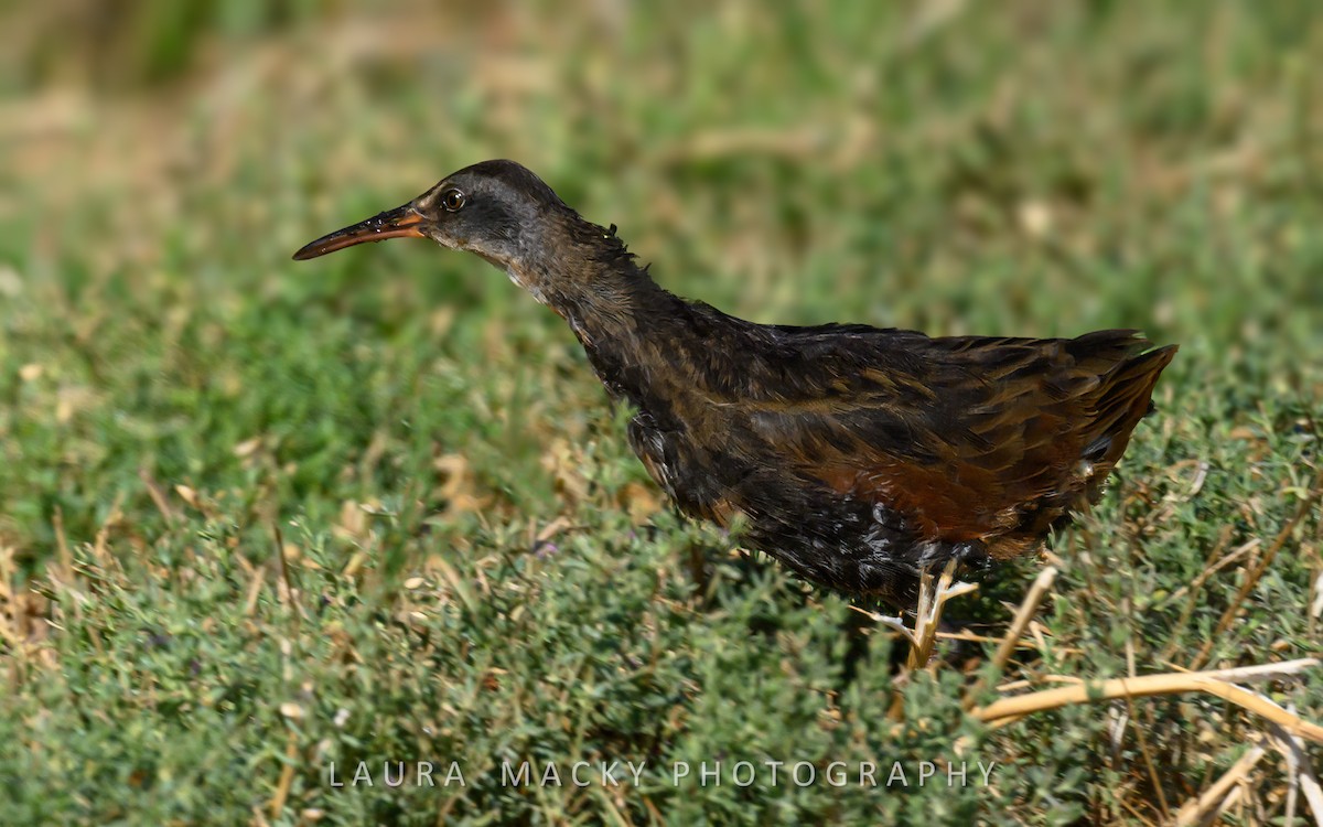 Virginia Rail - ML622138581