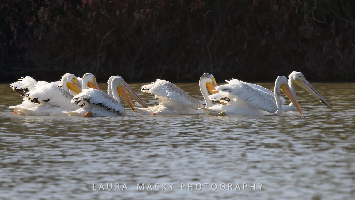 American White Pelican - ML622138598