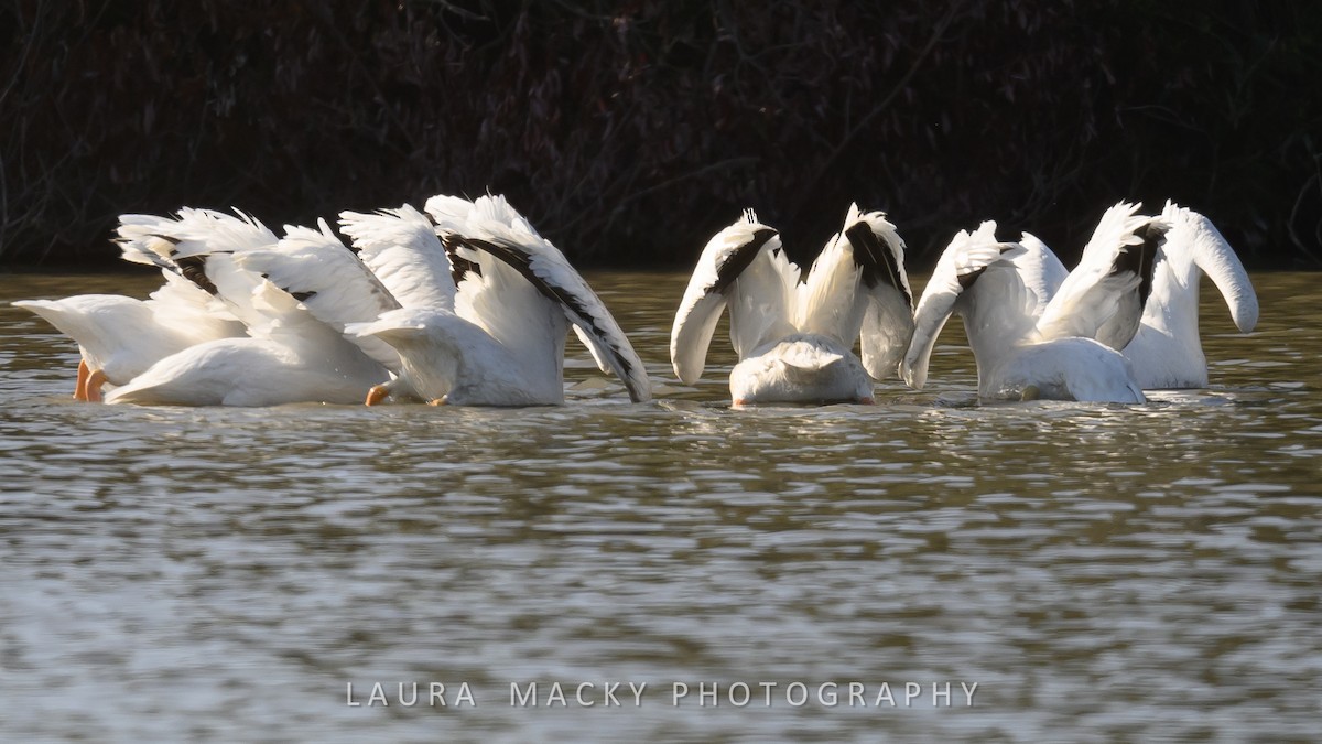 American White Pelican - ML622138599