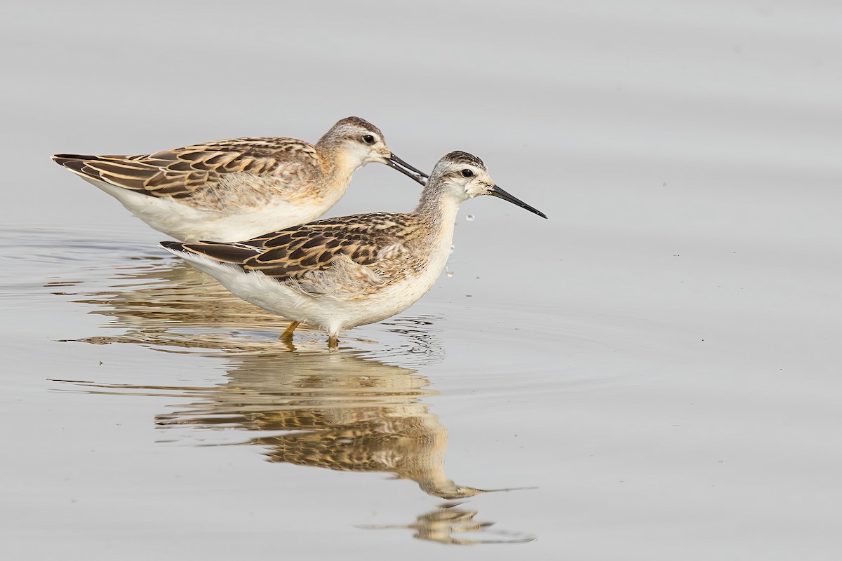 Wilson's Phalarope - ML622138611