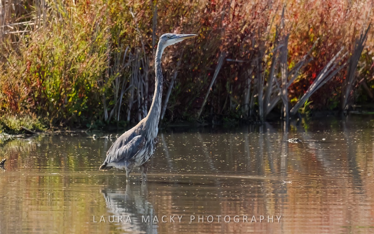 Great Blue Heron - ML622138620