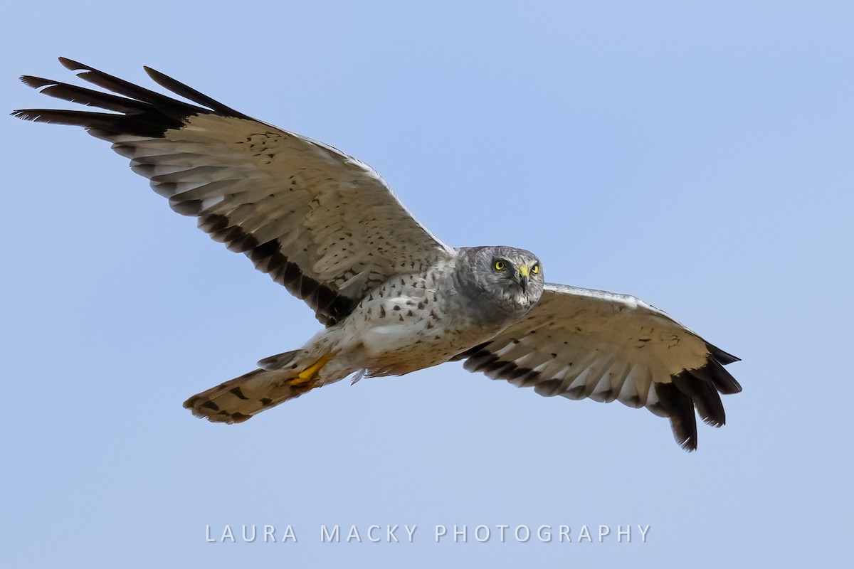 Northern Harrier - ML622138622