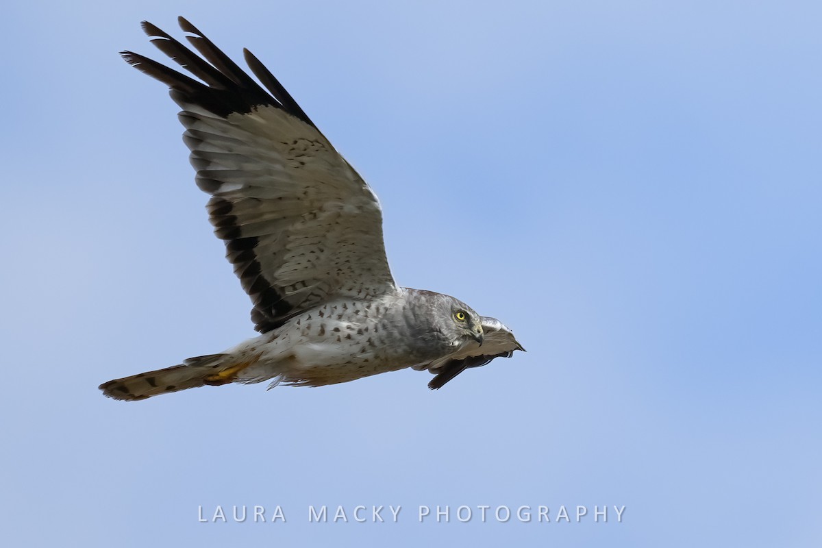 Northern Harrier - ML622138623