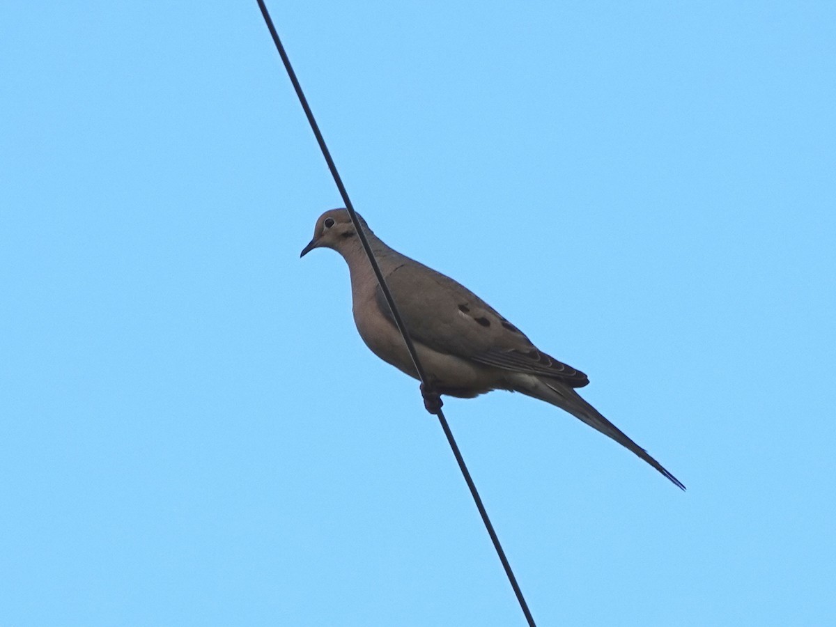 Mourning Dove - ML622138661