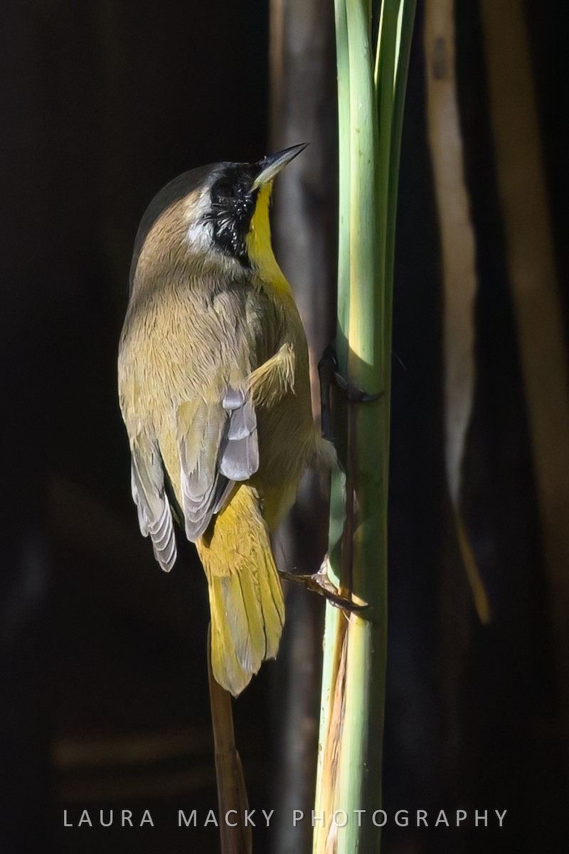 Common Yellowthroat - ML622138679