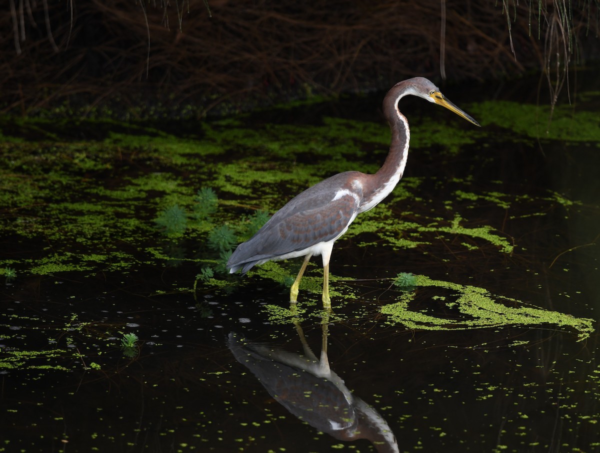 Tricolored Heron - ML622138701