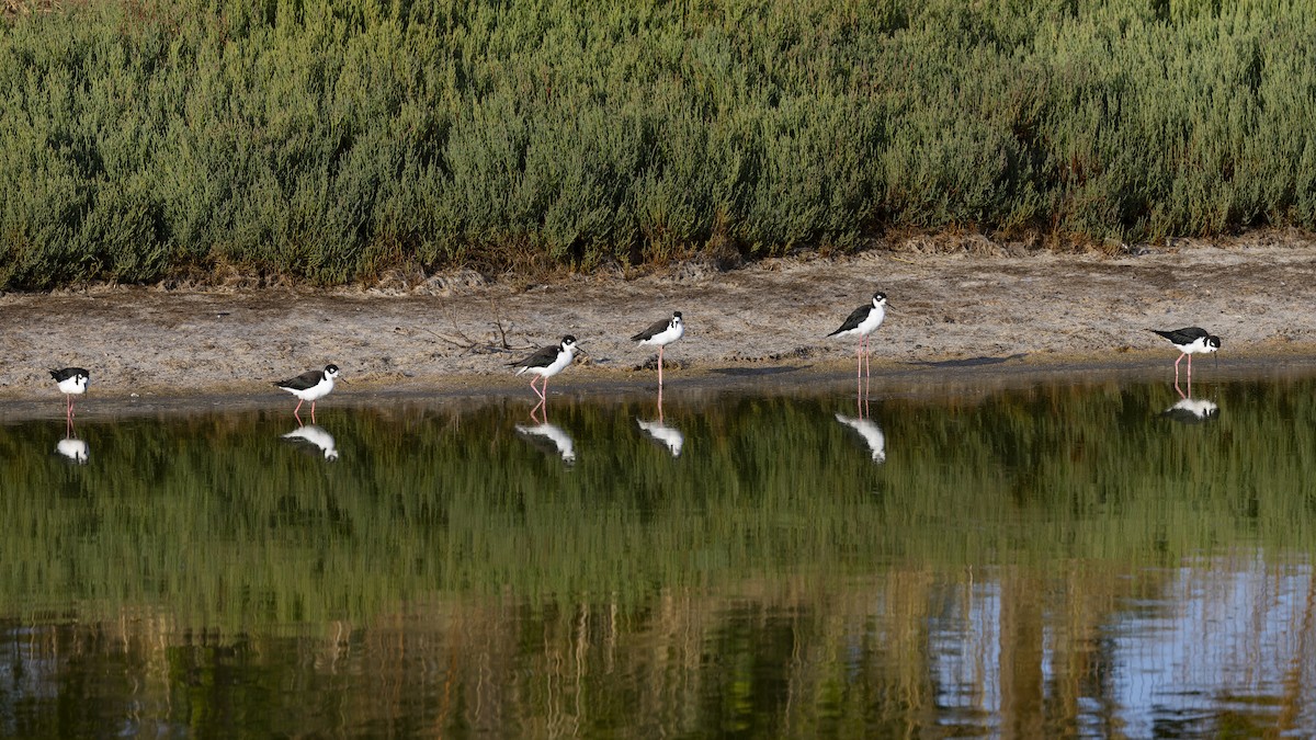 Black-necked Stilt - ML622138745