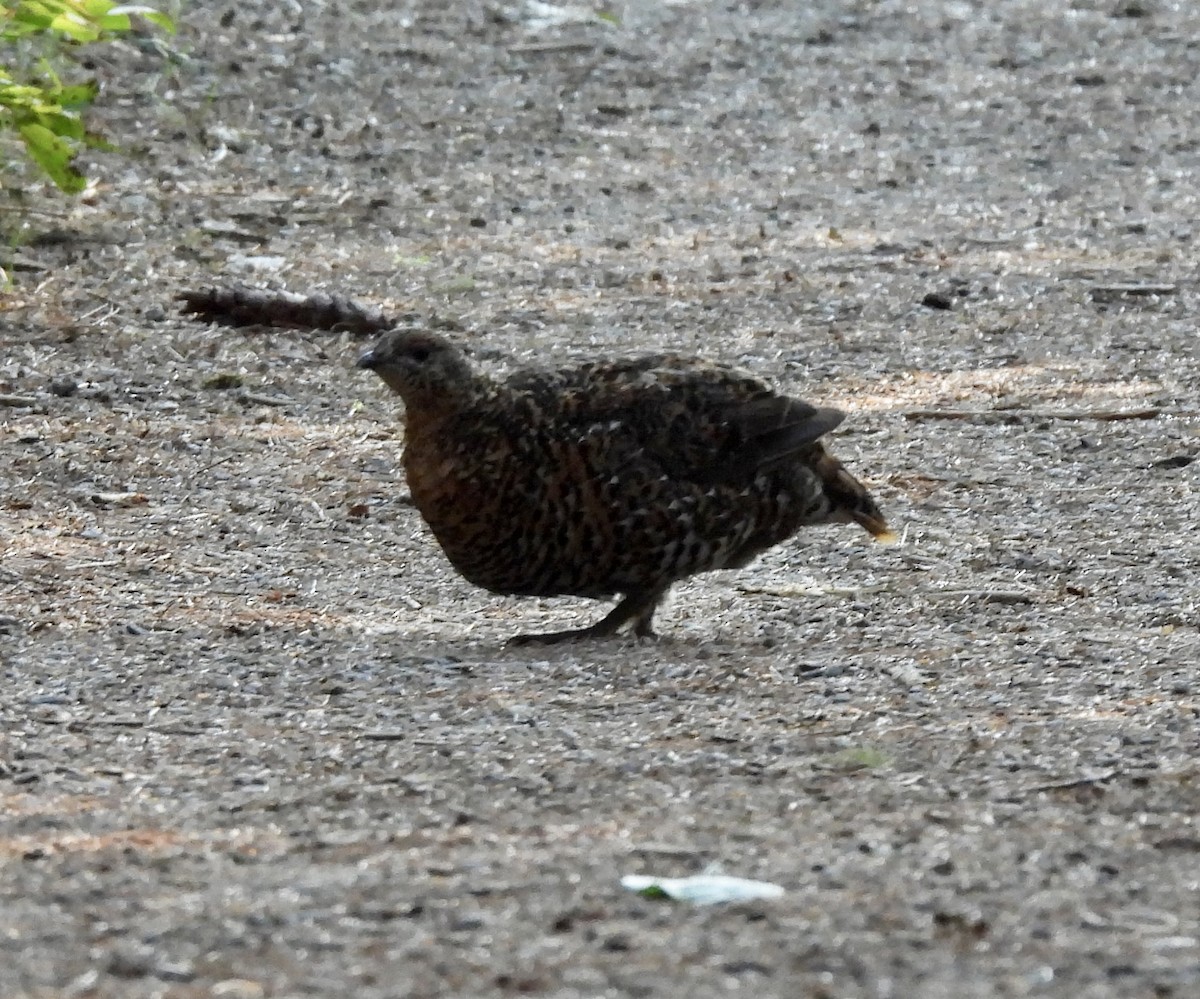 Spruce Grouse - ML622138756