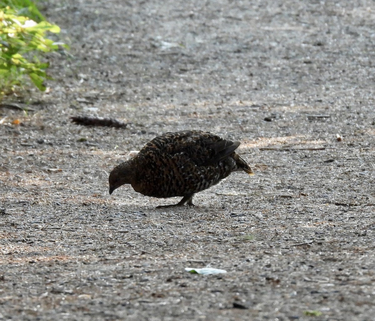 Spruce Grouse - ML622138757