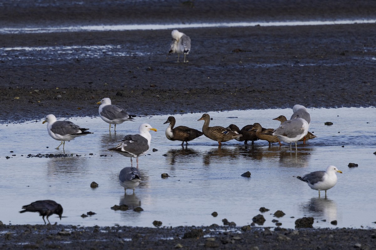 Western Gull - ML622138762