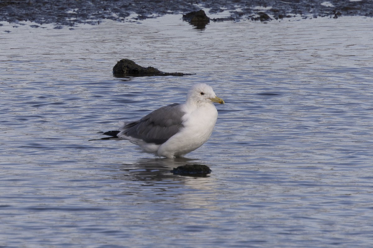 California Gull - ML622138766