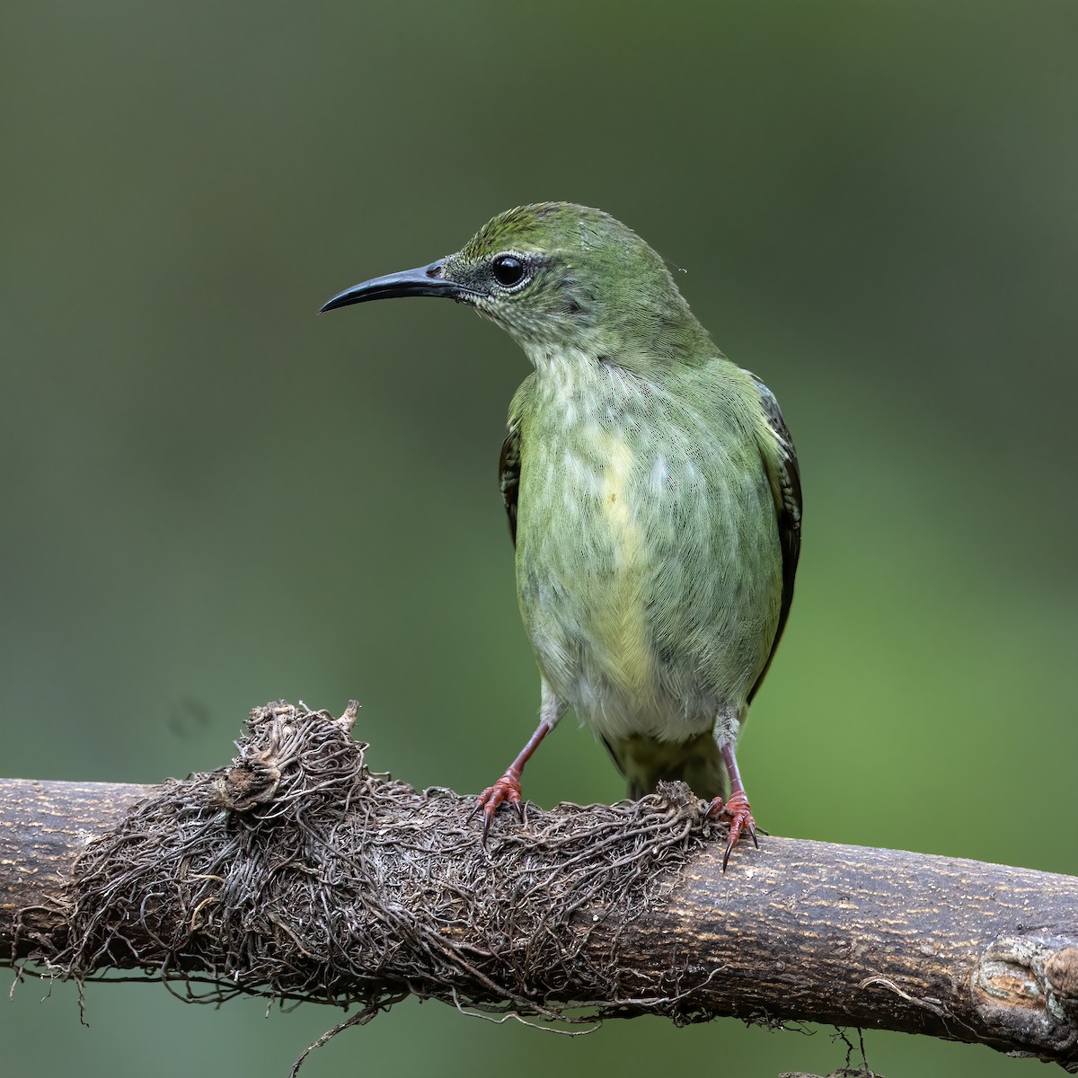 Red-legged Honeycreeper - Hugo Orellana